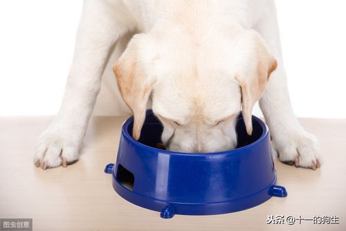 狗狗干呕不爱吃东西怎么办