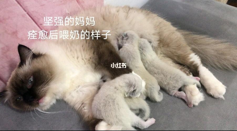 哺乳期母猫不吃东西