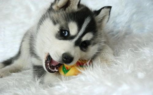 哈士奇幼犬训练不乱咬