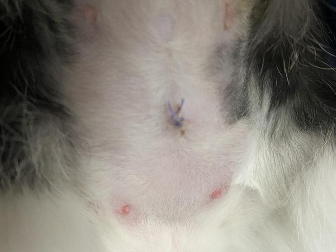 猫肚子有两坨东西