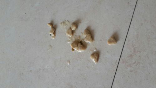 三个月泰迪小狗吐白色的东西怎么办