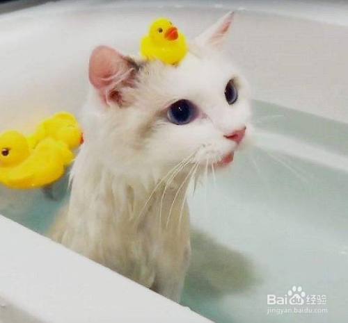 如何训练猫洗澡