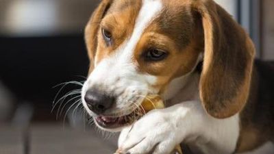 狗为什么爱咬东西