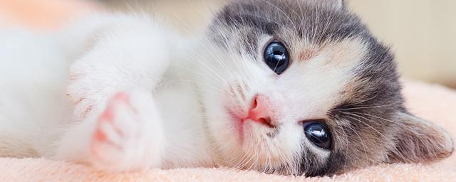 小猫需要什么东西
