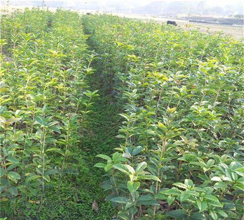 食用桂花栽培