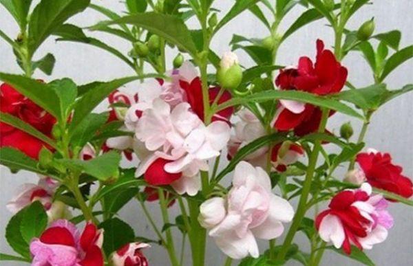 凤仙花栽培管理