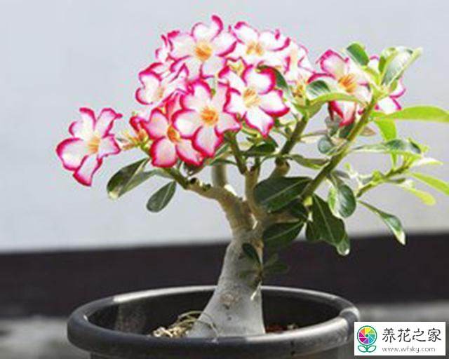 玫瑰花植物养殖方法