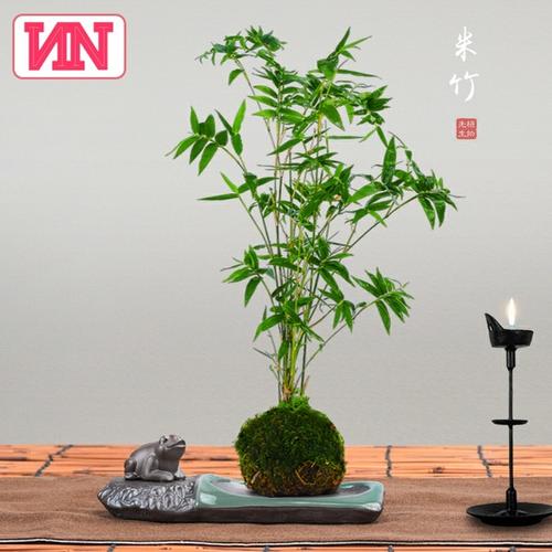 盆景竹子栽培