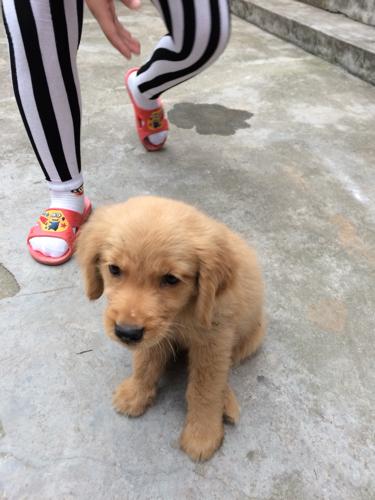 2个月大的狗怎么训练