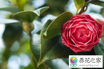 茶花的栽培技术
