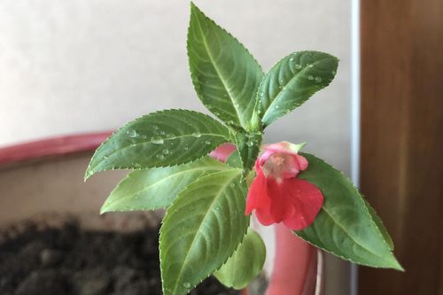 凤仙花的栽培方法
