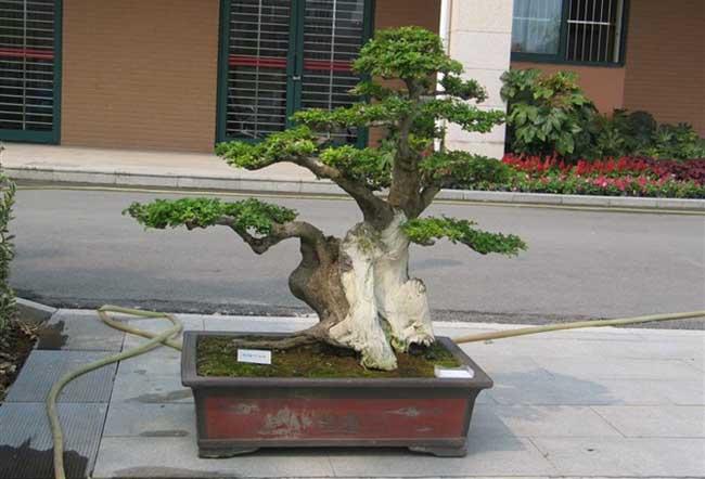 盆景的栽培与技术