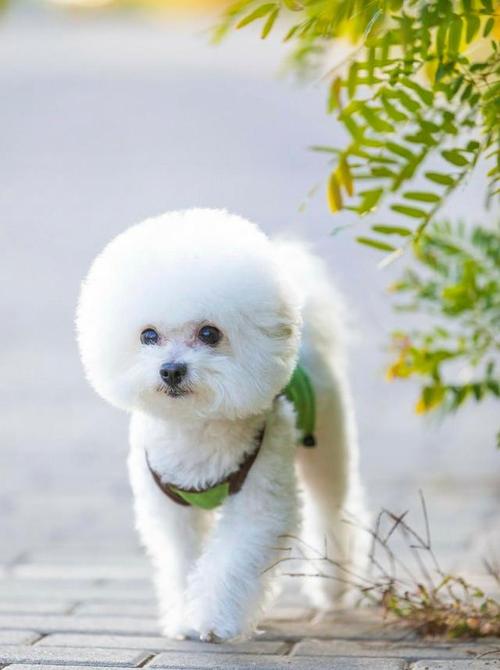 如何训练比熊站立走路