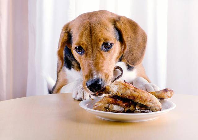 狗狗拉血腥臭不吃东西怎么办