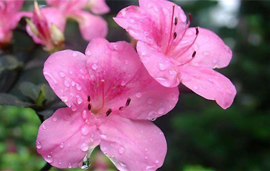 杜鹃花注意事项