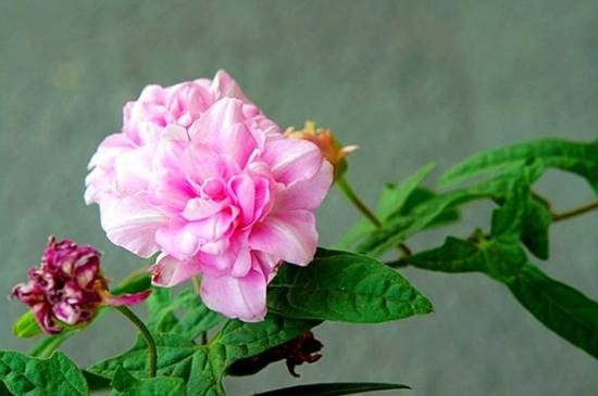 牡丹花栽培方法