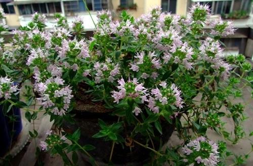 百里香栽培