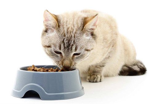 猫咪干呕不吃东西