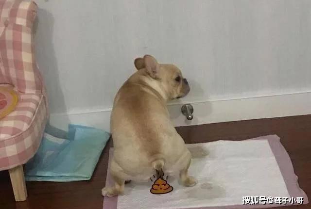 怎样训练公狗大小便