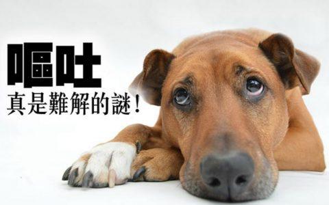 狗狗又拉又吐不吃东西怎么办