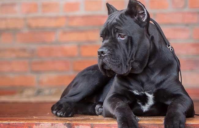 卡斯罗犬幼犬训练