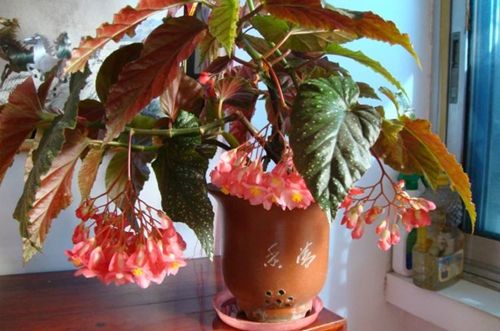 竹节海棠种植方法