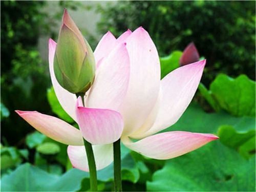 莲花栽培技术