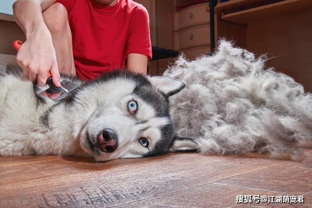 狗狗换季掉毛不吃东西