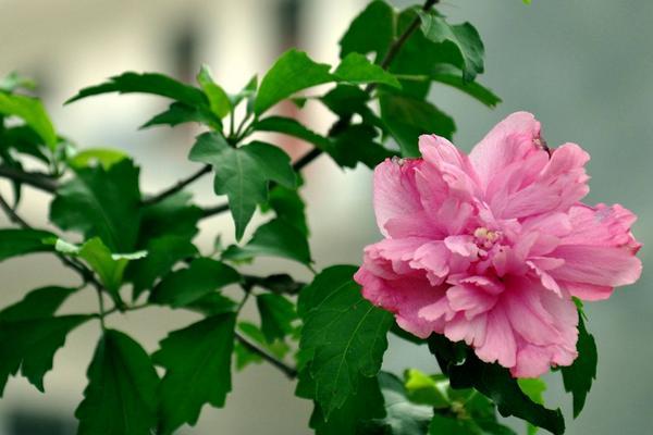 木槿花的栽培管理