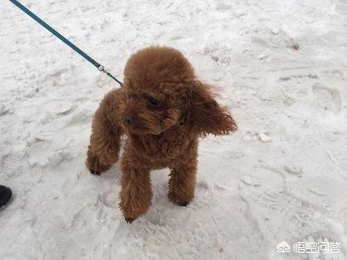 泰迪吃了硬东西怎么办