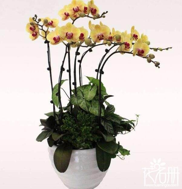 种植蝴蝶兰注意事项