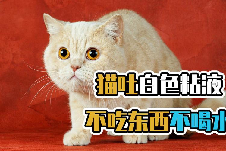 猫不吃东西怎么办还吐