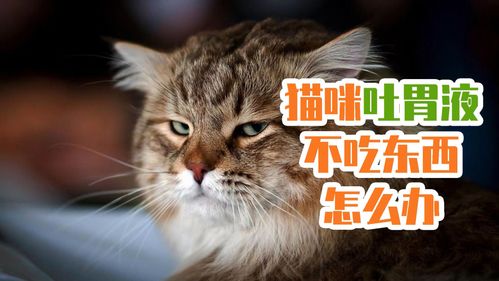 小猫不爱吃东西怎么办