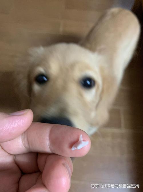 狗三个月咬东西