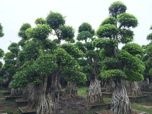 榕树怎样栽培