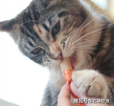 猫猫鼻塞不吃东西怎么办