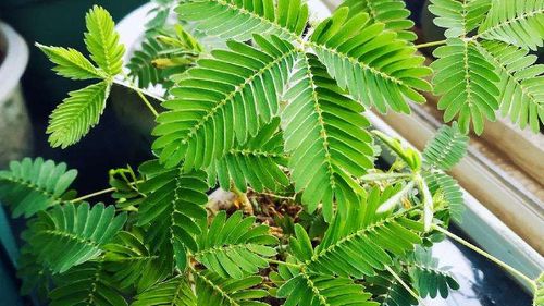 含羞草怎么养 含羞草浇水施肥等栽培方法