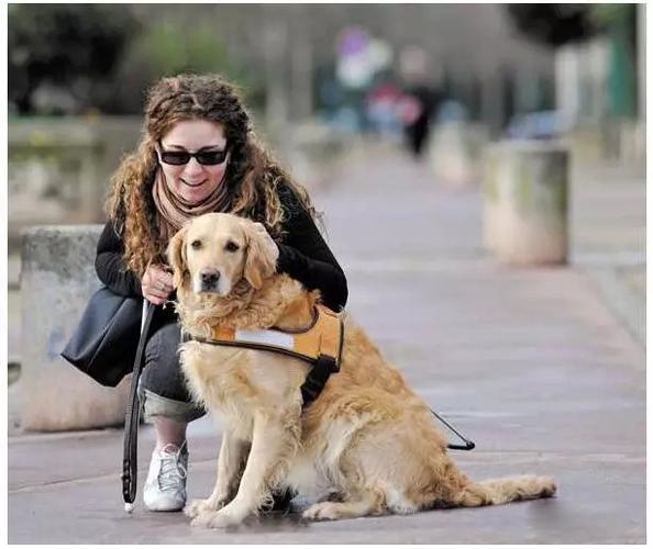 训练导盲犬大小便