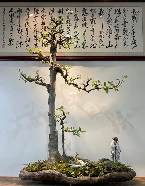 朴树的栽培盆景技术