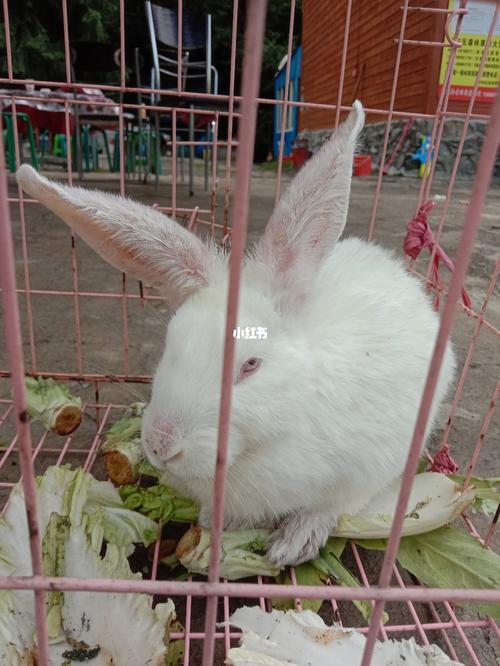 刚买的小兔子不吃东西