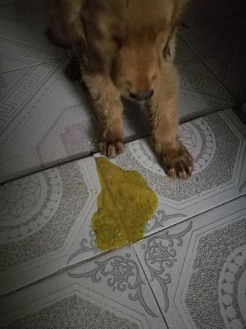 狗吃东西一会就吐出来了怎么办