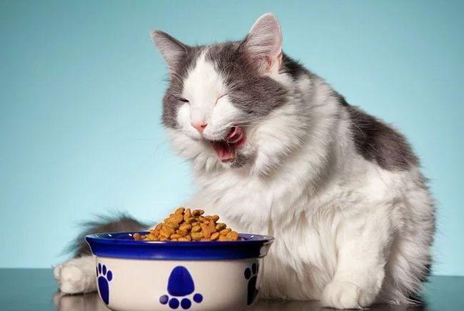 猫不吃东西喂什么好处