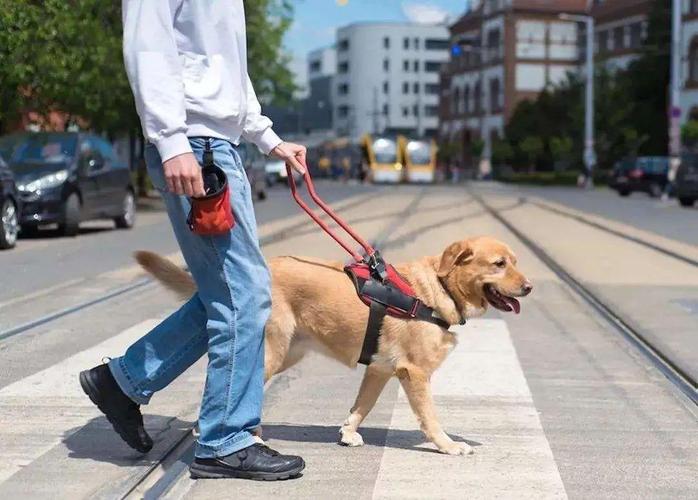 金毛怎么训练导盲犬