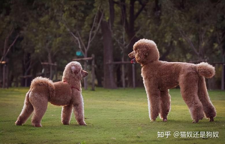 贵宾狗三个月怎么训练