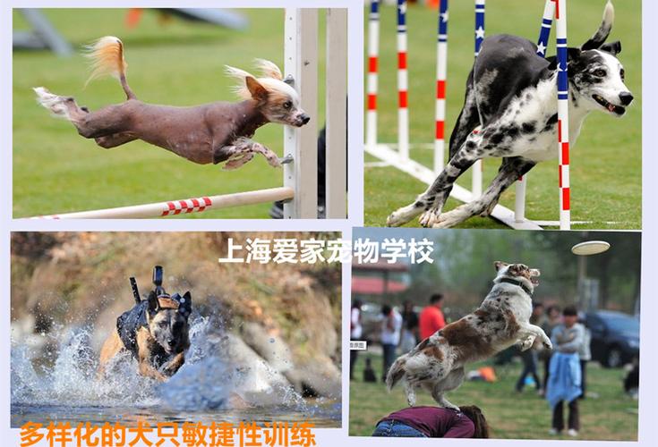 狗狗定力训练