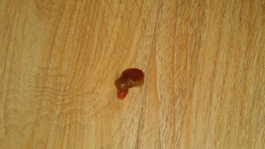 狗狗拉血不吃东西