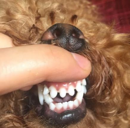 狗狗换牙怎么吃东西