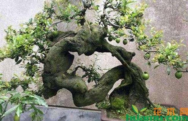 金弹子怎样栽培