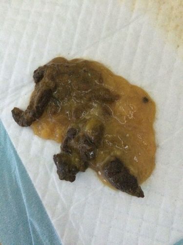 狗狗拉稀不吃东西两天了
