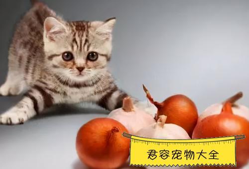 猫怀孕喂什么东西